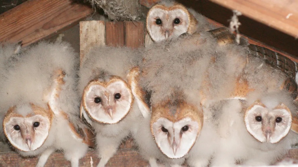 Barn owlets