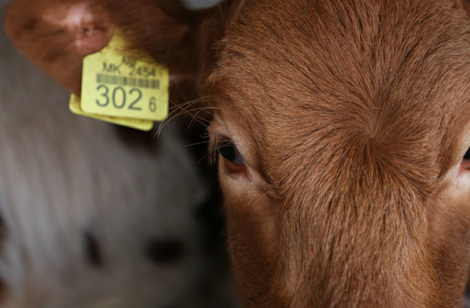 Farm animals during earthquake