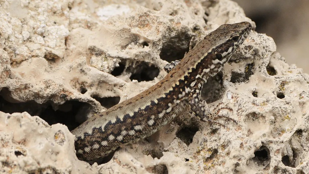 Lizard parasite transmission